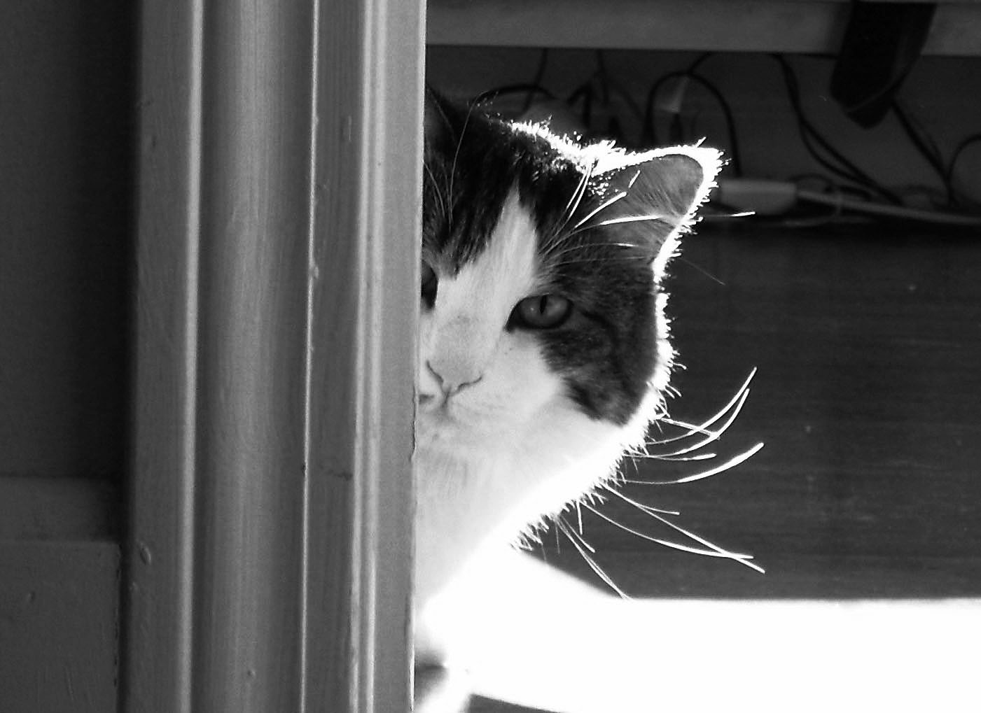 Photo of a cat pearing from beyond a door frame, suggesting the idea of creative inspiration (photobyMisterMuckle_Flickr)