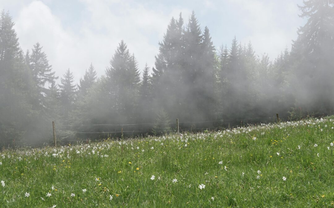 The Great Open Meadow