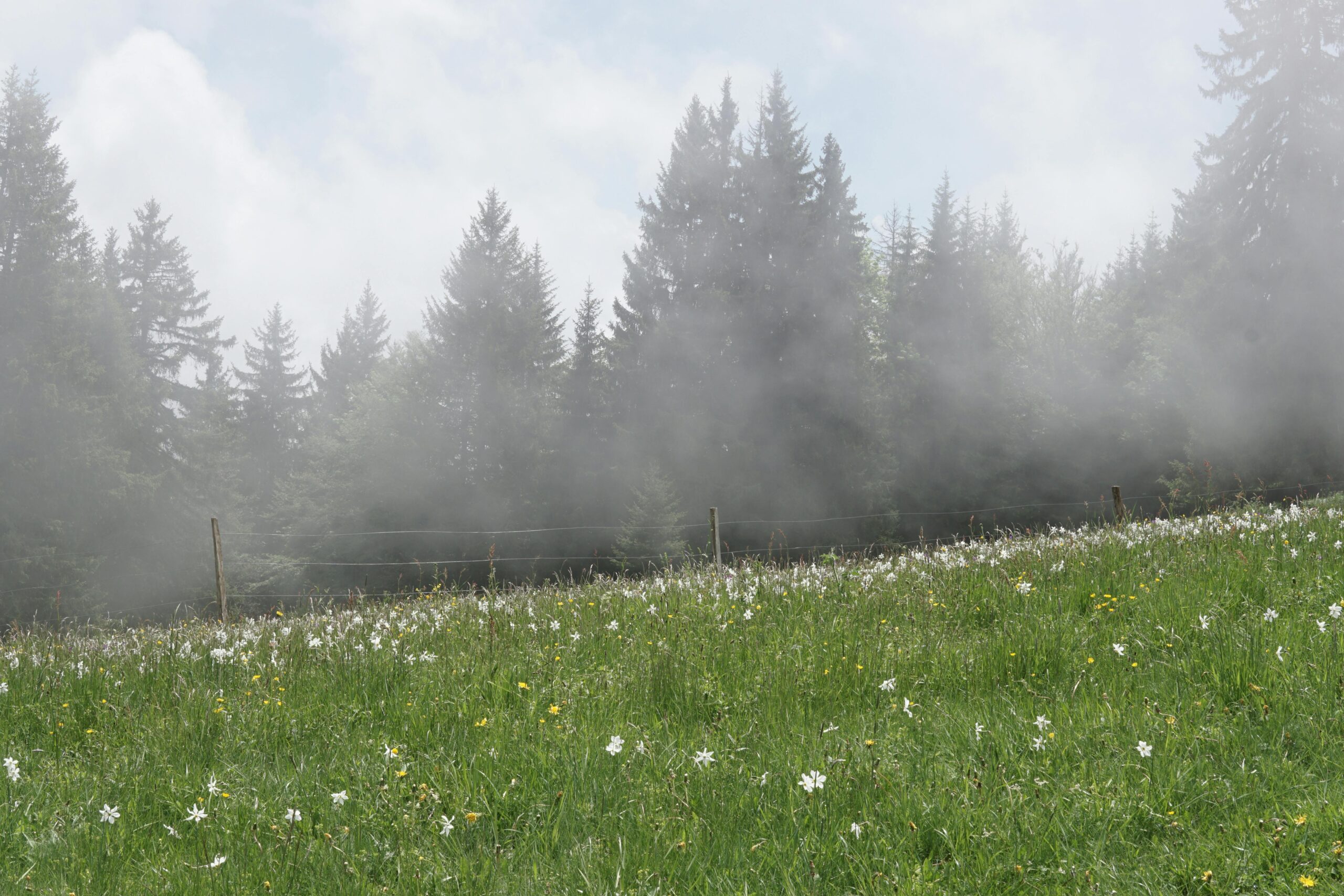 an open meadow - by elletakesphotos on pexels